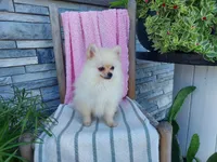 Heidi, a female Pomeranian for sale in Montgomery, IN – 3 of 3