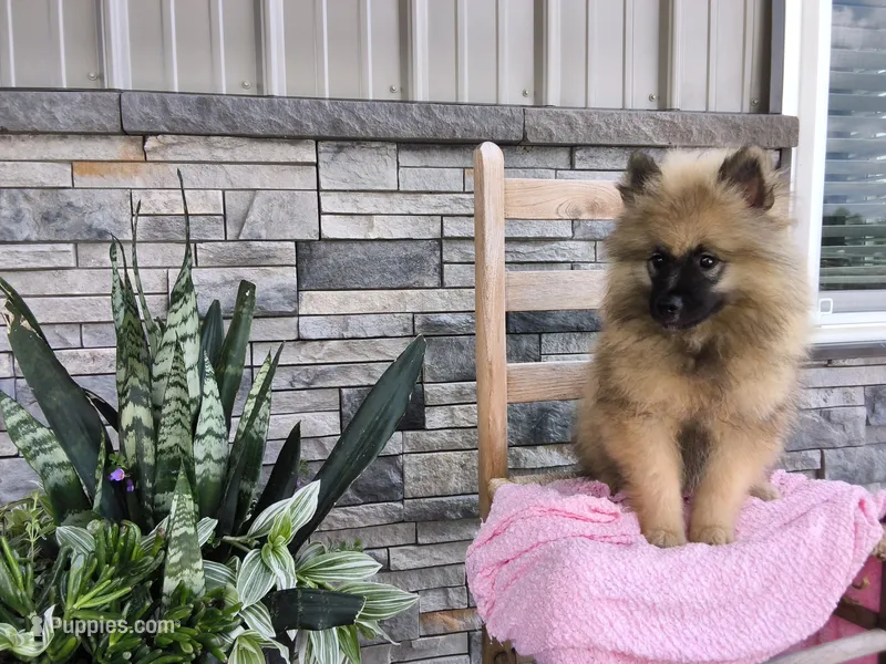 Shanna – Keeshond puppy for sale in Montgomery, IN