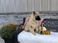 Shanna, a female Keeshond for sale in Montgomery, IN – 2 of 2
