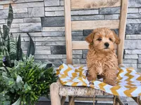 Shawn, a male Maltipoo for sale in Montgomery, IN – 3 of 3
