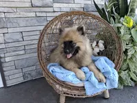 Dexter, a male Keeshond for sale in Montgomery, IN – 2 of 7
