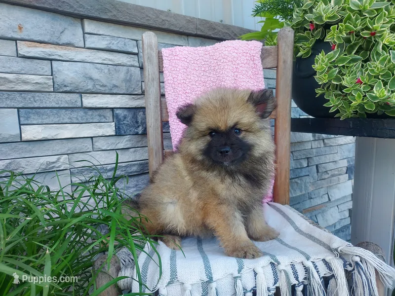 Shannia – Keeshond puppy for sale in Montgomery, IN