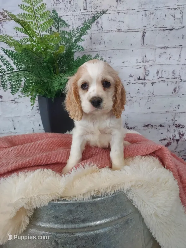 Shanna – Cocker Spaniel puppy for sale in Montgomery, IN