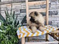 Callie, a female Keeshond for sale in Montgomery, IN – 3 of 3