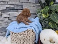 Ezekial, a male Poodle - Miniature  for sale in Montgomery, IN – 3 of 3