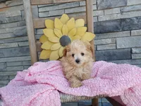 Lana, a female Maltipoo for sale in Montgomery, IN – 2 of 2