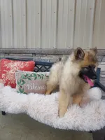 Tanner, a male Keeshond for sale in Montgomery, IN – Photo 3 of 3
