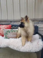 Tanner, a male Keeshond for sale in Montgomery, IN – Photo 2 of 3