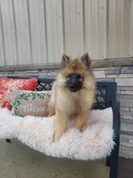 Tanner, a male Keeshond for sale in Montgomery, IN – Photo 1 of 3