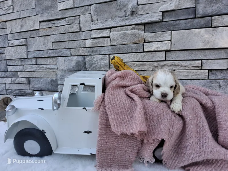 Wilma – Cocker Spaniel puppy for sale in Montgomery, IN