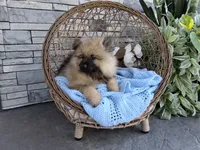 Cole, a male Keeshond for sale in Montgomery, IN – 1 of 2