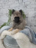 Turner, a male Keeshond for sale in Montgomery, IN – Photo 2 of 3