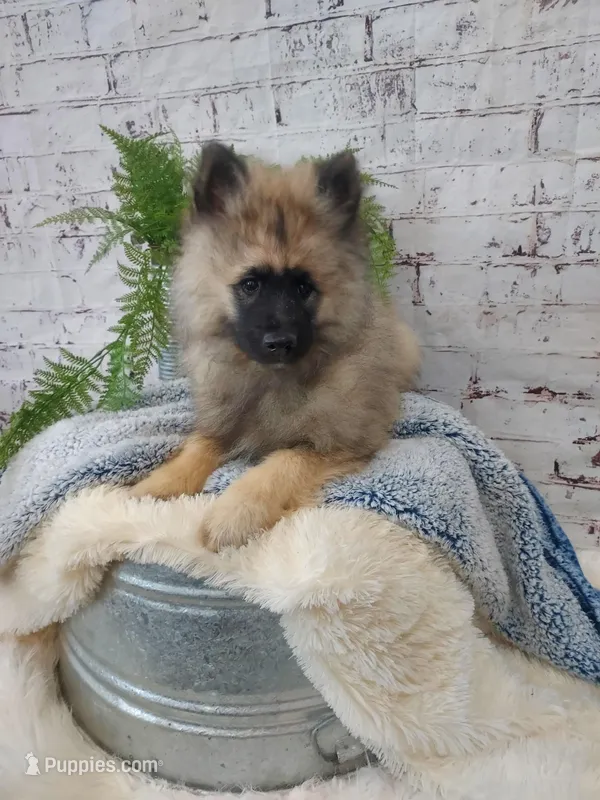 Turner – Keeshond puppy for sale in Montgomery, IN