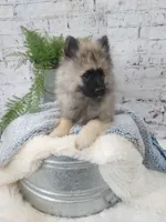 Turner, a male Keeshond for sale in Montgomery, IN – Photo 3 of 3