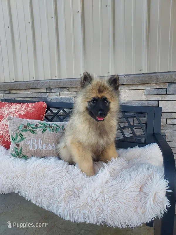 Turner – Keeshond puppy for sale in Montgomery, IN