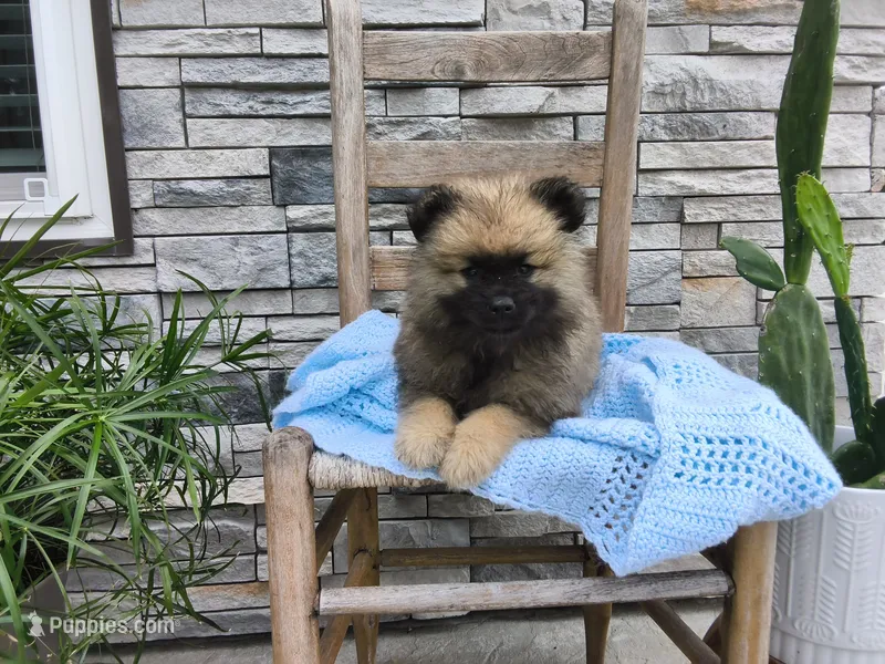Dexter – Keeshond puppy for sale in Montgomery, IN
