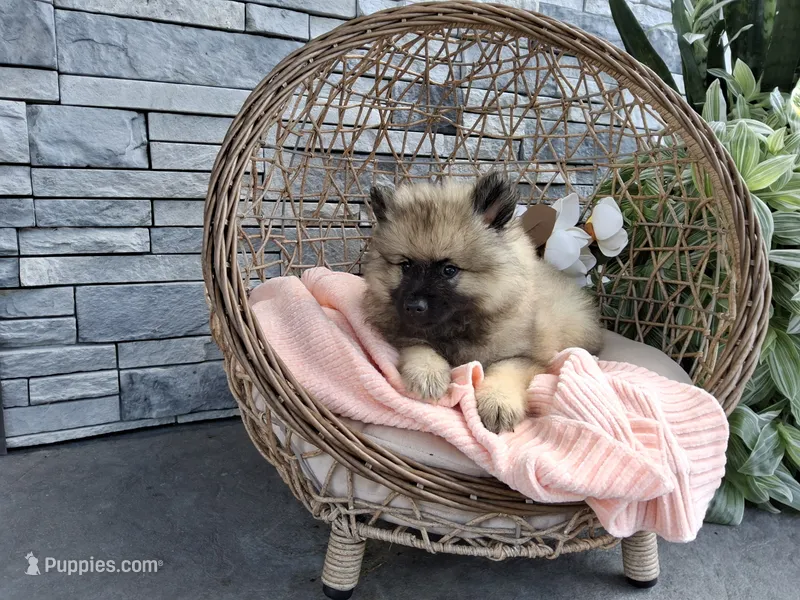Cassandra – Keeshond puppy for sale in Montgomery, IN