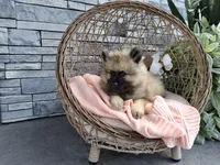 Cassandra, a female Keeshond for sale in Montgomery, IN – 1 of 2