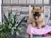 Dianne, a male Keeshond for sale in Montgomery, IN – 4 of 4