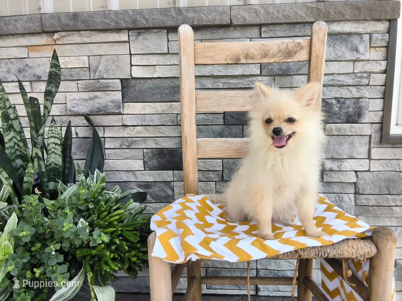 Heidi – Pomeranian puppy for sale in Montgomery, IN