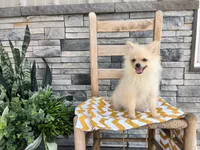 Heidi, a female Pomeranian for sale in Montgomery, IN – 1 of 2