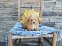 Liam, a male Maltipoo for sale in Montgomery, IN – 2 of 2