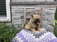Shanna, a female Keeshond for sale in Montgomery, IN – 3 of 3
