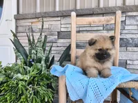 Cole, a male Keeshond for sale in Montgomery, IN – 2 of 3