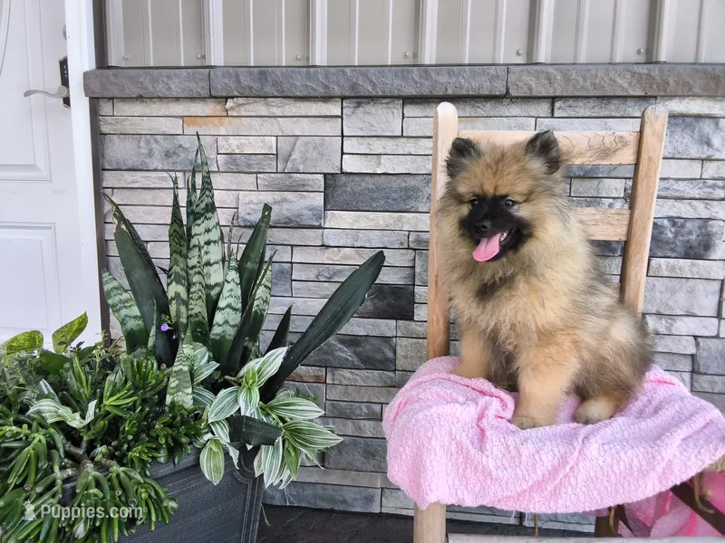 Deanna – Keeshond puppy for sale in Montgomery, IN