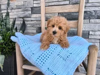Sammy, a male Maltipoo for sale in Montgomery, IN – 3 of 3