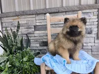 Dexter, a male Keeshond for sale in Montgomery, IN – 5 of 7