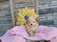 Lana, a female Maltipoo for sale in Montgomery, IN – 1 of 2