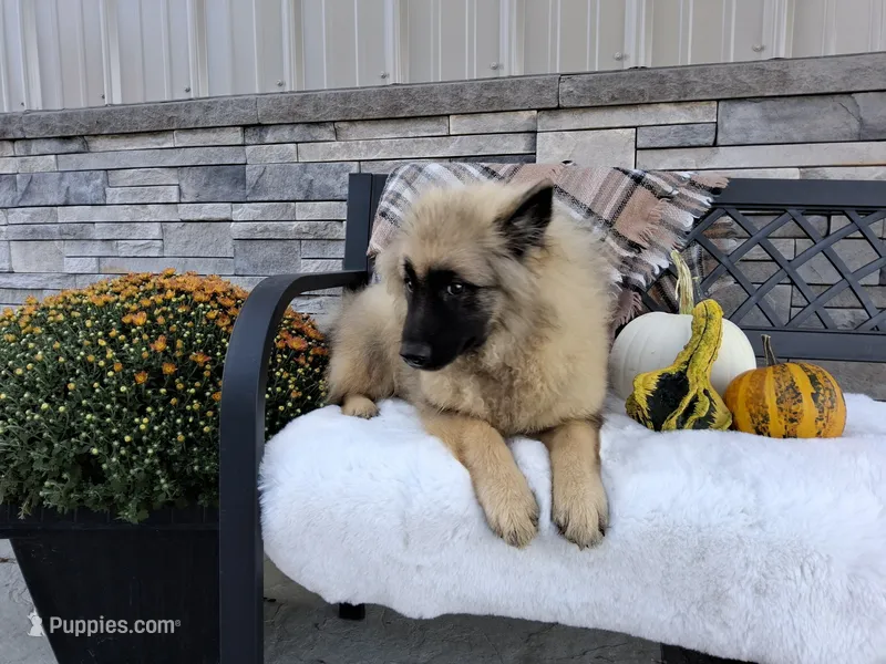 Dexter – Keeshond puppy for sale in Montgomery, IN