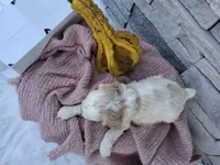 Wilma, a male Cocker Spaniel for sale in Montgomery, IN – 2 of 2
