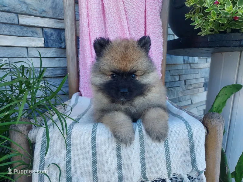 Dianne – Keeshond puppy for sale in Montgomery, IN