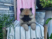 Dianne, a male Keeshond for sale in Montgomery, IN – 1 of 3