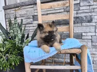 Cooper, a male Keeshond for sale in Montgomery, IN – 3 of 3
