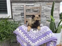 Shannia, a female Keeshond for sale in Montgomery, IN – 3 of 3