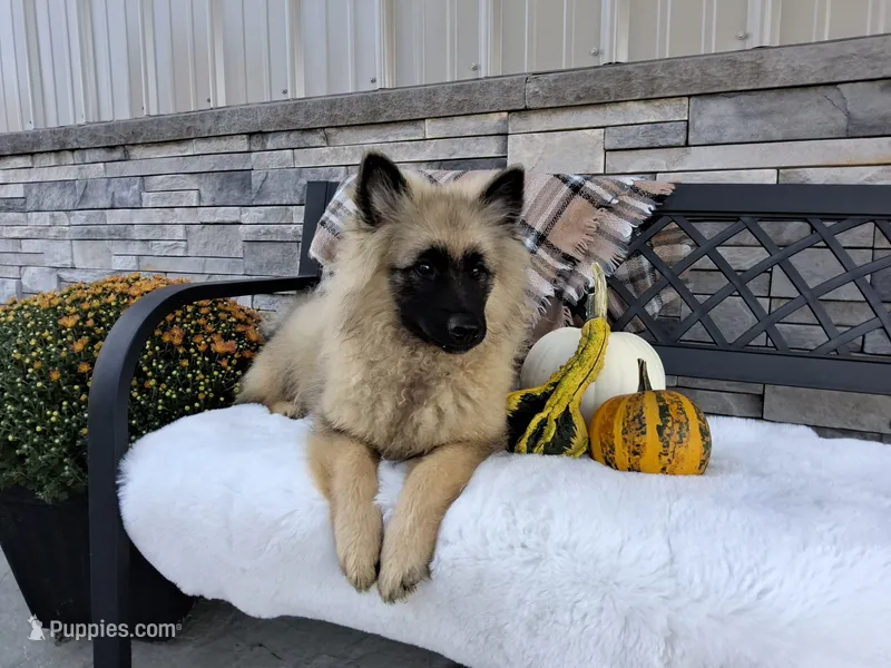 Shannia – Keeshond puppy for sale in Montgomery, IN