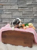 Mille , a female Cocker Spaniel for sale in Montgomery, IN – Photo 3 of 3