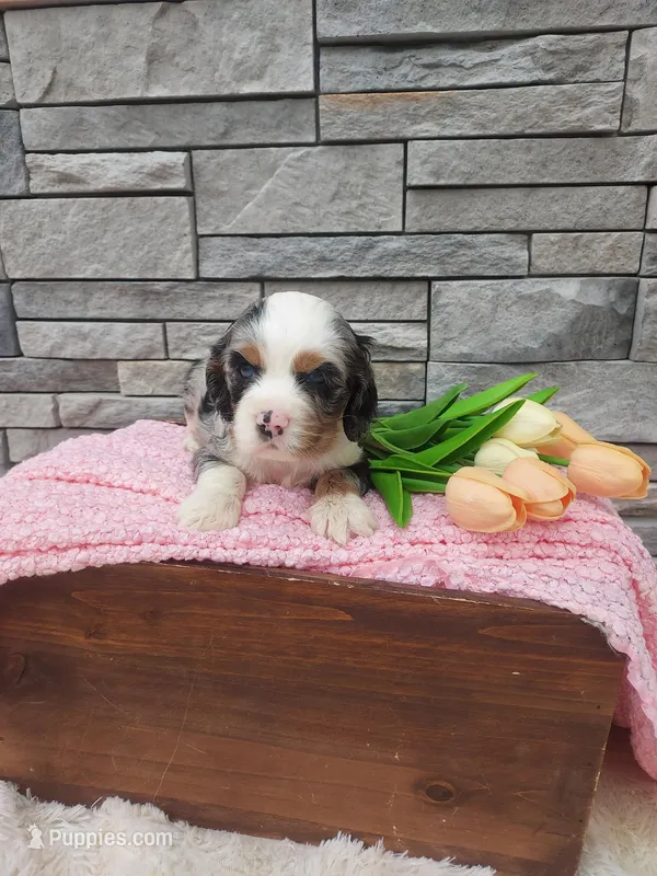 Mille  – Cocker Spaniel puppy for sale in Montgomery, IN