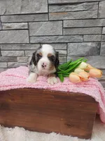 Mille , a female Cocker Spaniel for sale in Montgomery, IN – Photo 2 of 3