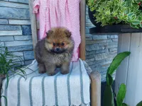 Sherry, a female Pomeranian for sale in Montgomery, IN – 2 of 3