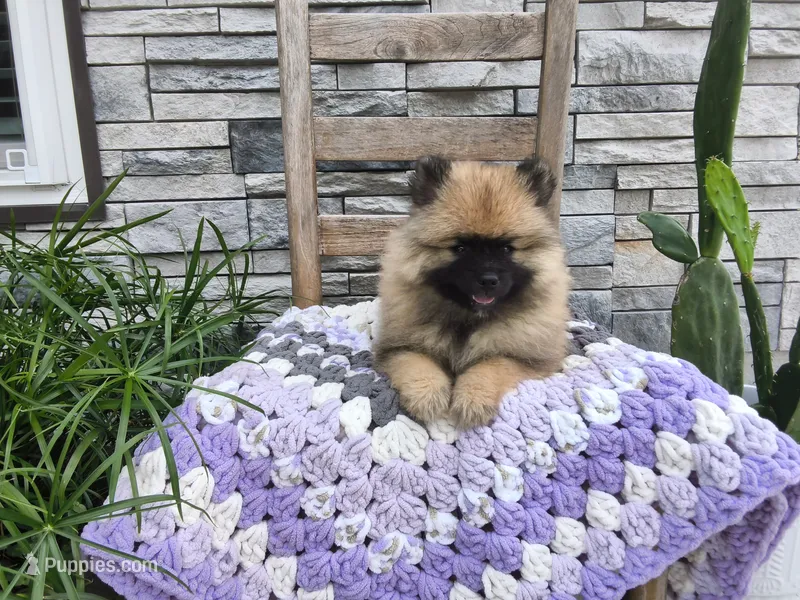 Dianne – Keeshond puppy for sale in Montgomery, IN