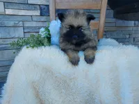 Shaylee, a female Keeshond for sale in Montgomery, IN – 2 of 2