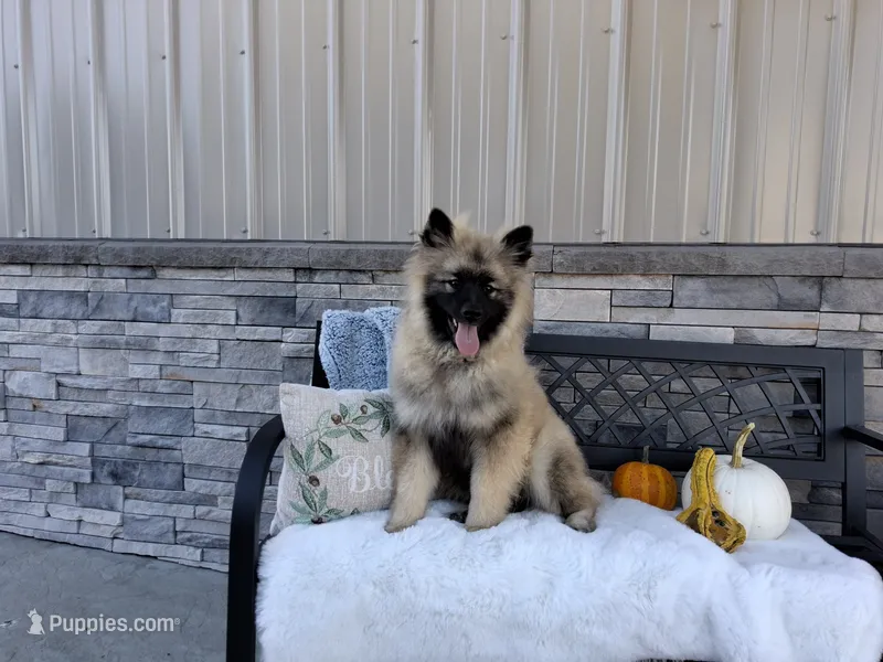 Dexter – Keeshond puppy for sale in Montgomery, IN