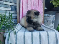 Dinah, a male Keeshond for sale in Montgomery, IN – 3 of 3