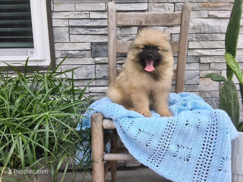 Stanley – Keeshond puppy for sale in Montgomery, IN