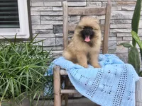 Stanley, a female Keeshond for sale in Montgomery, IN – 1 of 3