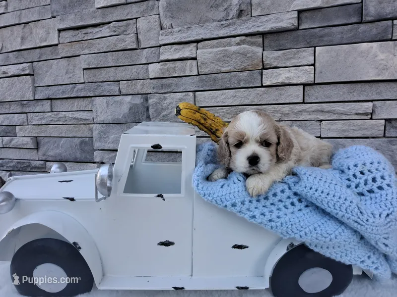 Wyatt – Cocker Spaniel puppy for sale in Montgomery, IN
